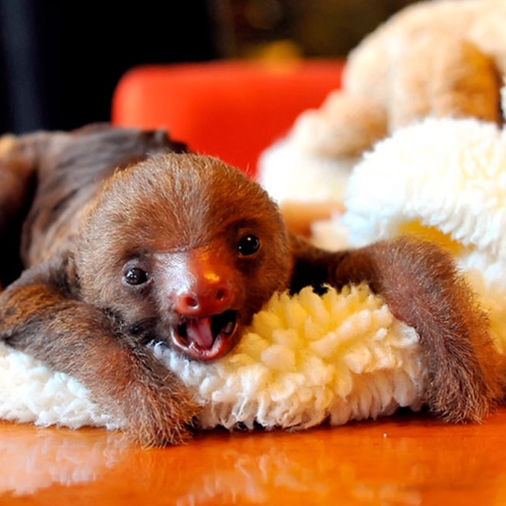 Meet your Posher, Ixcatli